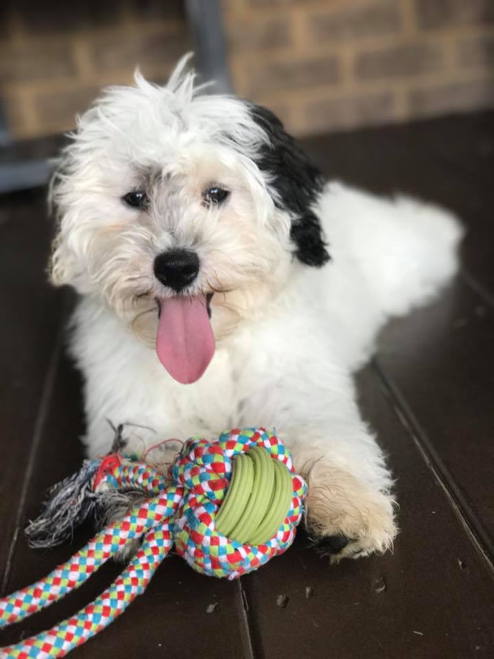 teddy bear schnoodle puppies for sale